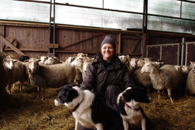 Djuröga och ett stort intresse gjorde Marie Tover till en duktig lammköttsproducent på bara några år.