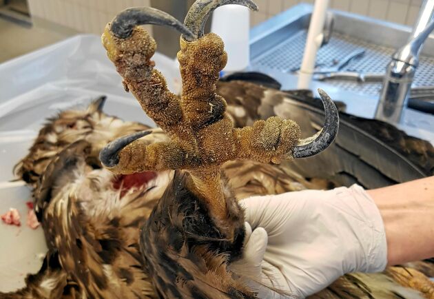  En skadad havsörn, som senare dog, visade sig bära på en för Sverige ny typ av fågelinfluensa. Foto: Jens Mattsson/SVA