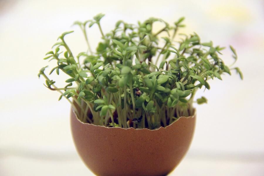 Cress in an egg
