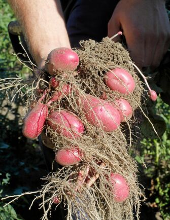  ”Det är samma lycka varje gång man upptäcker att det ser bra ut”, säger Bitte. Här den cerisa potatisen Red Emmalie.