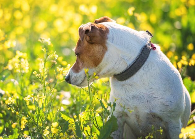 Pollenallergi hos hund – vanliga symtom och behandling