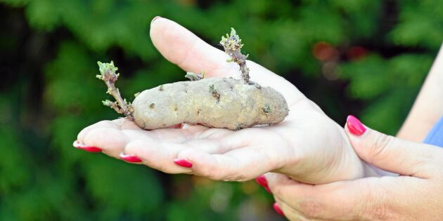 Potatisexperten tipsar: Så odlar du potatis med sticklingar