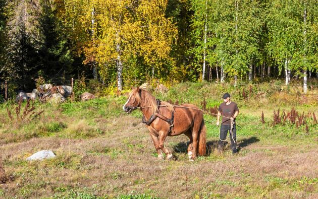  Snart har den nordsvenska hästen Maj lärt sig att köra vagn lika bra som sin mamma, som dog hastigt för två år sedan vid en fölning.