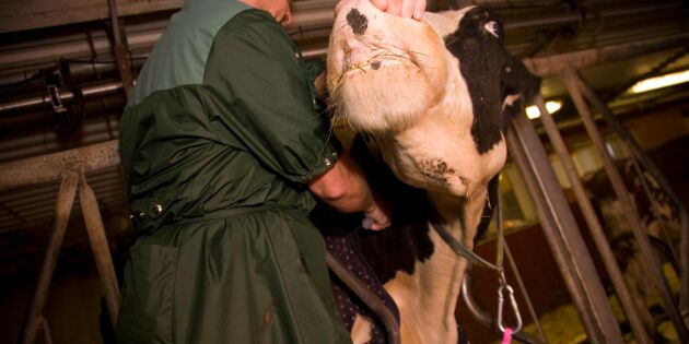 Djurägare riskerar stå utan veterinärer