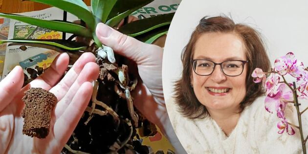 Tatiana tipsar: Gör det här med din nya orkidé