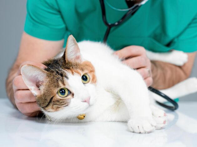  Kemikalieinspektionen varnar för tillåtet musgift som innehåller alfakloralos – detta efter flera rapporter om katter som förgiftats.