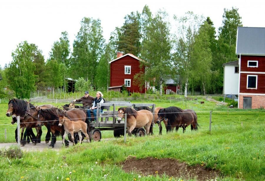 Land.se skriver om Diana Sandell och Lars Danhard som satsar på hästturism i Hälsingland.