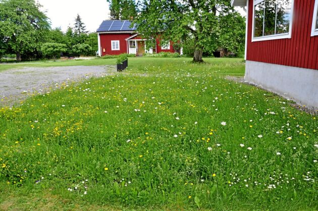  Örtgräsmatta på våren. Örtgräsmatta i småländsk trädgård fotograferad i maj ett år efter sådd och med blommande tusenskönor och violer. 
