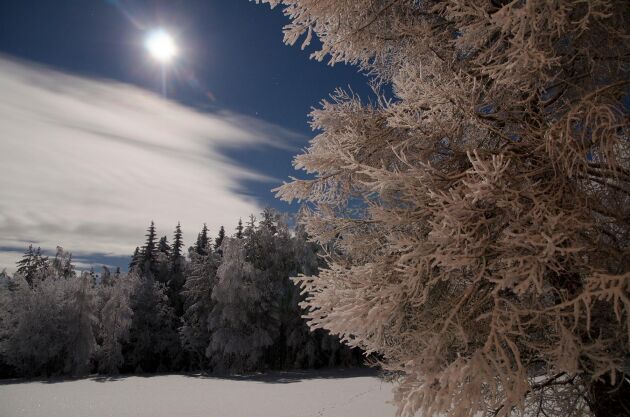  Månen över en skogsdunge nattetid fotograferad med lång slutartid.