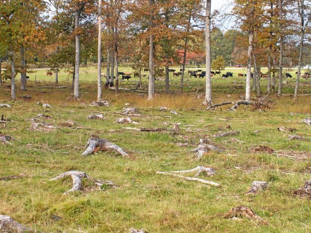  Skogen avverkades före normal slutavverkningsålder för att snabbt få en stor rationell fålla och underlag för flera betesdjur. Bilden tagen i Toftaholm, Vittaryd kommun.