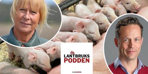 Lantbrukspodden: Så rustar Sverige för afrikansk svinpest