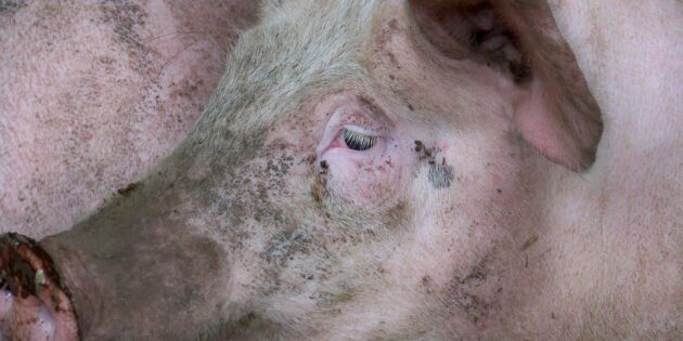 Största utbrottet av afrikansk svinpest i Kina