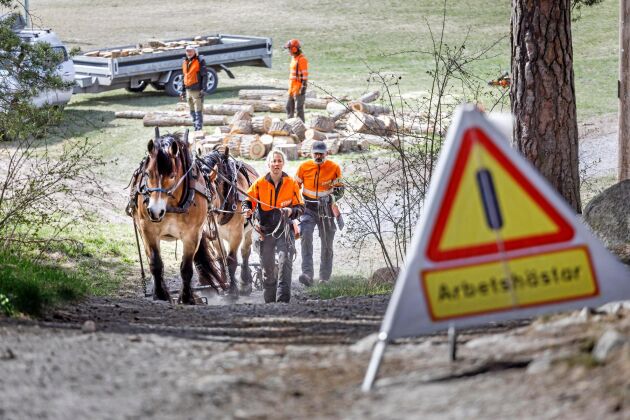 Annelie Sjödin och Lasse Wiqvist på väg in i skogsdungen med hästarna Vellina och Carltex. ”Vi hade troligtvis inte varit där vi är i dag utan hästarna”, säger hon.