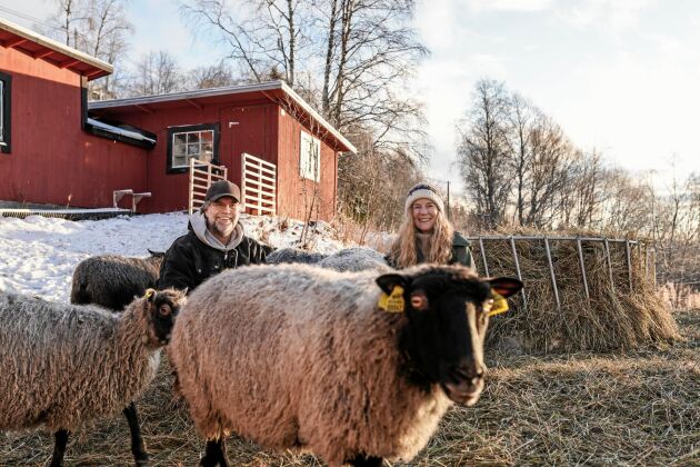 Michael och Anna med några av familjens Gotlandsfår. De skaffade egna djur för att få lokalt kött till hotellet, tidigare även köttkor, grisar men nu bara får.