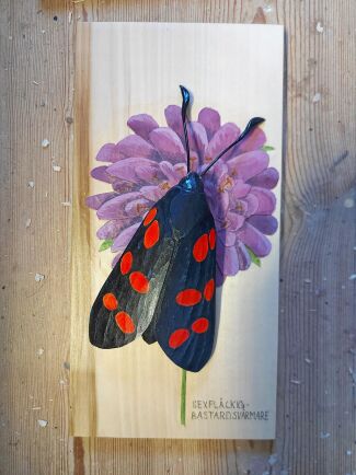  Vesa snidar även fjärilar, som denna svartröda bastardsvärmare som sitter på en väddblomma.