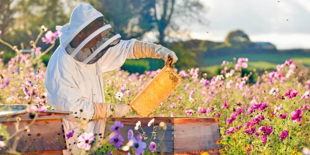 Därför älskar vi våra honungsbin – 6 viktiga anledningar
