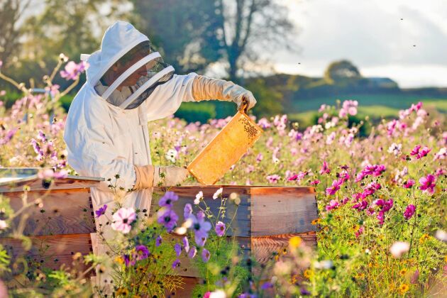  En biodlare tar hand om sina bin genom att ge dem en bostad, mata dem om det behövs och hålla koll på binas hälsa.