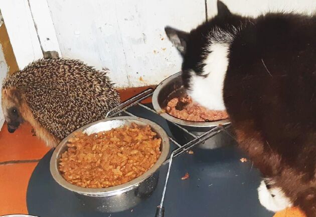  Både igelkotten och katterna börjar vänja sig vid att dela matskålar.