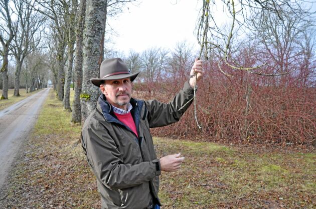  På Ågården finns det några friska askar. Från dem har Carl Rudbeck tagit frön och sått i sin blivande ädellövskog. 