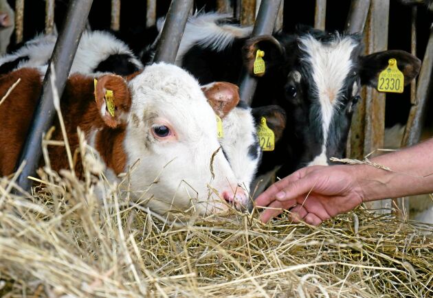  Livdjursförmedlarna spår nedgång på kalvpriset och säljarna är oroade.