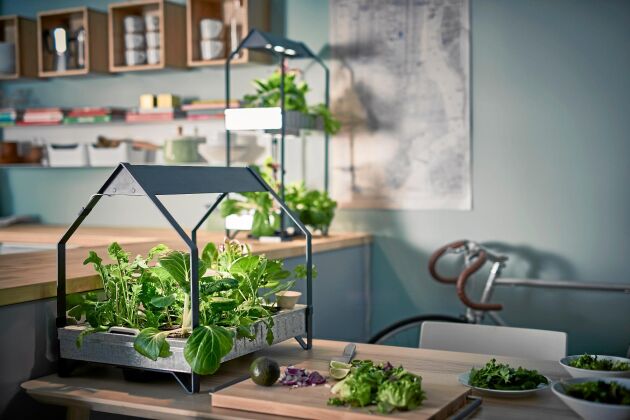  Ikeas system Krydda bygger på odlingslådor med belysning som antingen kan användas för hydroponisk odling eller för odling i jord. Odlingsmodul med belysning kostar från 365 kronor.