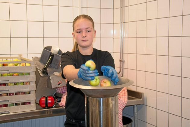  Julia Sjöberg fyller krossen med äpplen, nyligen körde de ända till Skåne för att hämta ett ton äpplen 