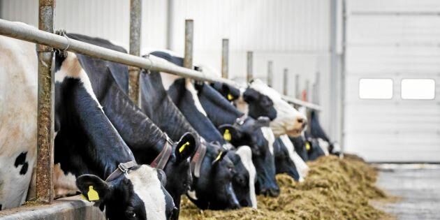 LRF Mjölk: Bottennotering för svensk mjölkproduktion