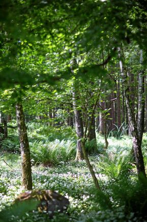  Skogen och marken på Linderödsåsen är artrika och skyddade från exploatering.