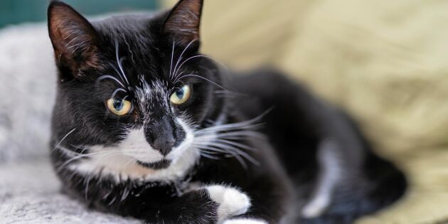 Lex Maja ska rädda djur som far illa – efter katten Majas tragiska öde