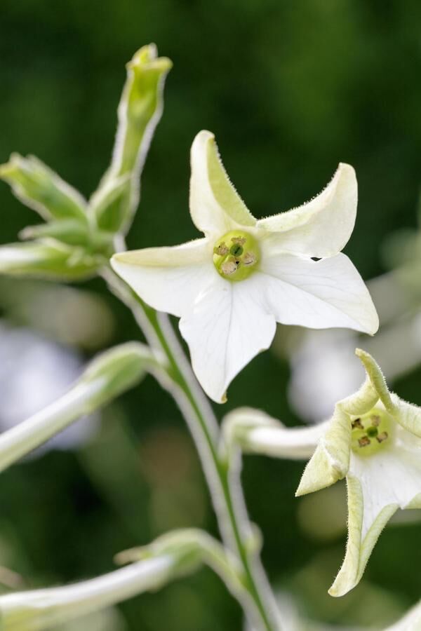 Stor blomstertobak, Nicotiana alata ’Grandiflora. En gammaldags vit blomma med fantastisk doft. Tyvärr lite tråkig på dagen, men allt är förlåtet då den tar igen allt framåt kvällen. Blir någon meter hög och behöver stöttas , stjälken förgrenar sig allteftersom den blommar.