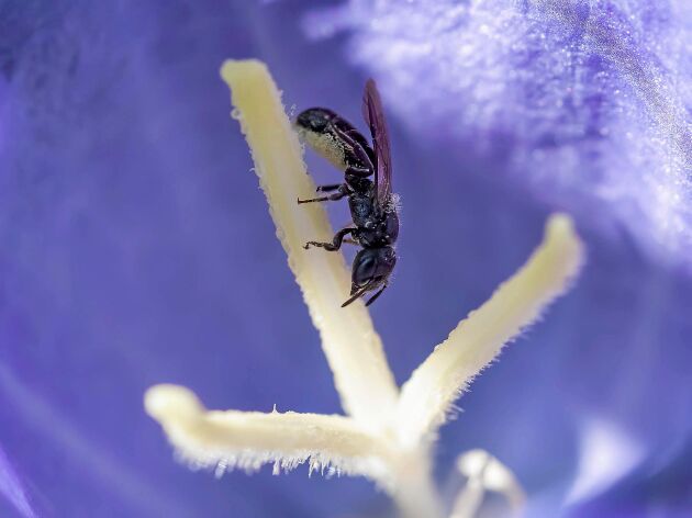  En hona av klocksovarbi på picknickni en stor blåklocka. Det ljusa pollenet samlar hon på hår under bakkroppen. 