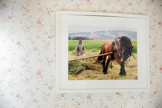  Äldre foto på en av Grabbgårds-bröderna, Gunnar Karlsson, som använde häst och släpräfsa till höslåttern.