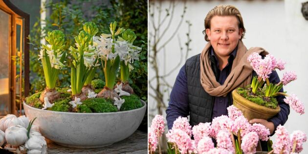 Dekorera med hyacinter – Karl Fredriks bästa tips