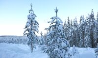 Sverige gynnas av tuffa EU-krav på skogen