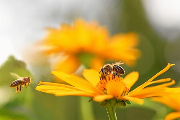 Andra insekter arbetar spritt, äter lite här och där. Honungsbin tar en sort i taget och maximerar pollineringen.