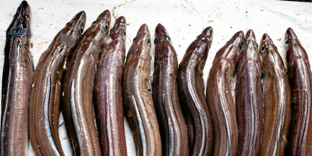 Tjuvfiske av ål ökar: ”Väldigt oroande”