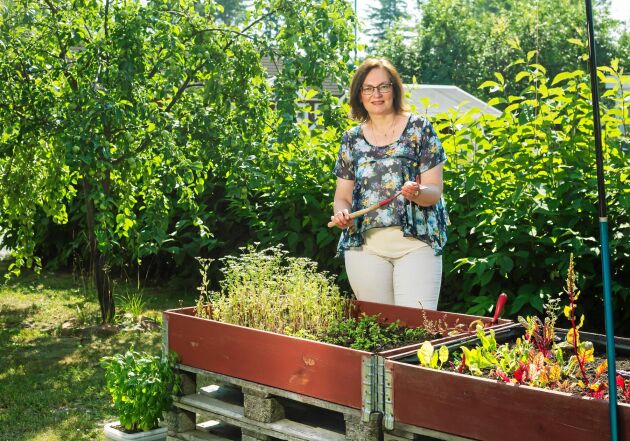  Upphöjda pallkragar i Tatianas trädgård gör det lätt att odla även om man har ont i ryggen.