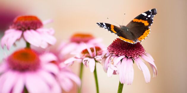 Locka fjärilar till trädgården – 6 favoritblommor