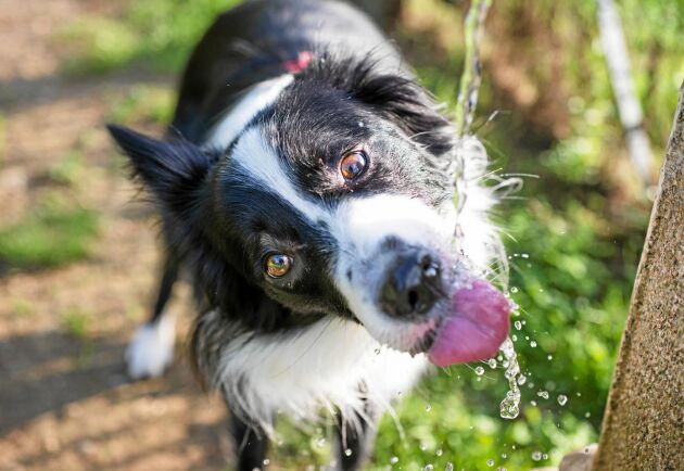  Det finns flera olika sätt att se till att din hund mår bra även i varmt väder.   