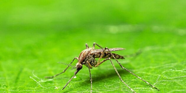 Ny aggressiv mygga i Sverige: "Kan bli en riktig plåga"
