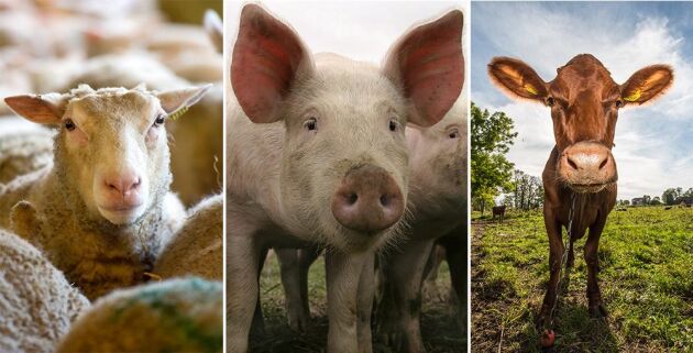  Färre får, fler grisar och fler nötkreatur visar Jordbruksverkets statistik.