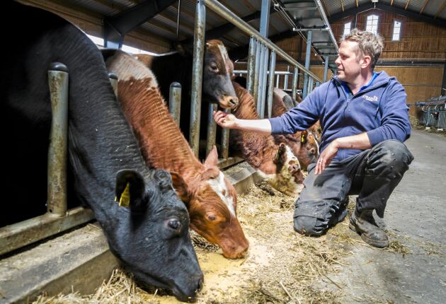  Olof Boson köper in två veckor gamla mjölkrastjurar för slutuppfödning till slakt.