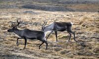 Norska hjortsmittan ett mysterium för forskarna