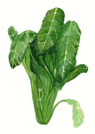  Mangold ’Perpetual Spinach’ kan ge skörd hela vintern. Bild: Vilda Rosenblad