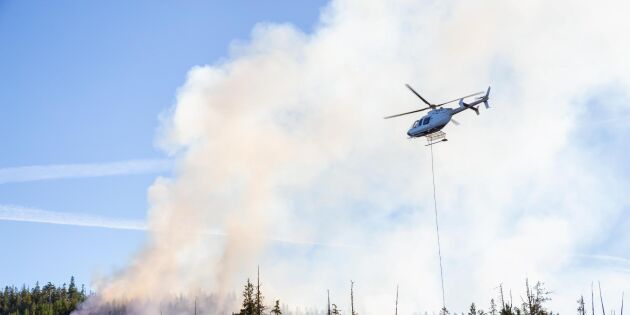 Dubbla katastrofer slår hårt mot skogsägare i Kanada