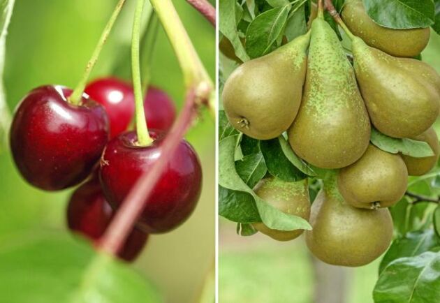  Plommonet Opal. ett sötkörsbär och ett päronträd blir en fin mix för en lyxig fruktträdgård. Foto: IBL