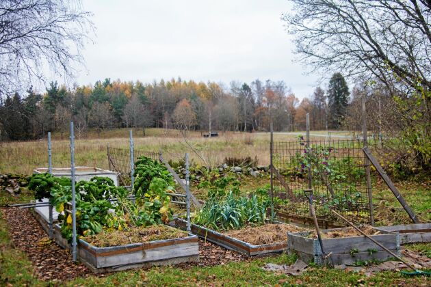  Senhöstens sista grönsaker i trädgårdslandets odlingsbäddar