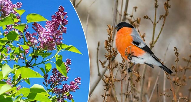  Var rädd om sommarens blommor. De kan ge vinterns fåglar mat.