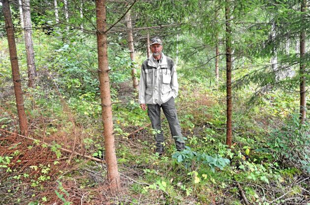  Till vänster om Oskar Johansson växer de gröna grenarna långt ner på trädet. Där låter han träden stå lite tätare.