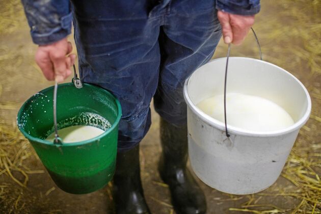  Kalvarna får mjölk tre gånger om dagen.